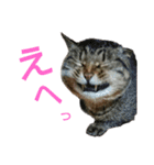 魚屋さんの猫店長2（個別スタンプ：34）
