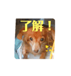 チワックスのクッキーちゃん♀のスタンプ（個別スタンプ：10）