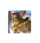チワックスのクッキーちゃん♀のスタンプ（個別スタンプ：21）