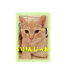 愛しのむぎねぎ（個別スタンプ：1）