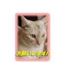 愛しのむぎねぎ（個別スタンプ：3）