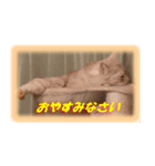 愛しのむぎねぎ（個別スタンプ：4）
