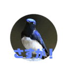 野鳥のさえずり③（個別スタンプ：1）