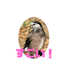 野鳥のさえずり③（個別スタンプ：2）