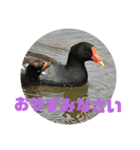 野鳥のさえずり③（個別スタンプ：3）