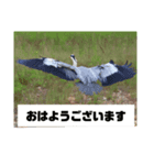 野鳥のさえずり③（個別スタンプ：4）
