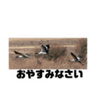 野鳥のさえずり③（個別スタンプ：5）
