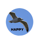 野鳥のさえずり③（個別スタンプ：6）