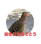 野鳥のさえずり③（個別スタンプ：7）