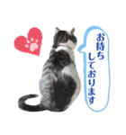 猫のプチ敬語（個別スタンプ：11）