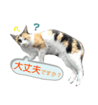 猫のプチ敬語（個別スタンプ：14）