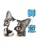 猫のプチ敬語（個別スタンプ：22）