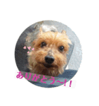 しょこらPart ②（個別スタンプ：1）