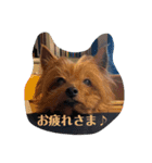 しょこらPart ②（個別スタンプ：3）
