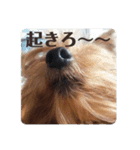 しょこらPart ②（個別スタンプ：16）