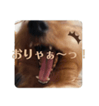 しょこらPart ②（個別スタンプ：20）
