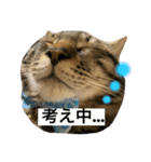 Himoneko（個別スタンプ：7）
