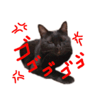 日常で使えるアニマルシリーズ（猫編）（個別スタンプ：15）