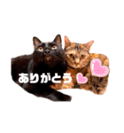 日常で使えるアニマルシリーズ（猫編）（個別スタンプ：16）