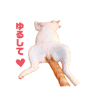 日常で使えるアニマルシリーズ（猫編）（個別スタンプ：28）