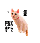 日常で使えるアニマルシリーズ（猫編）（個別スタンプ：31）