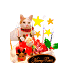 日常で使えるアニマルシリーズ（猫編）（個別スタンプ：35）