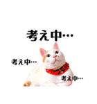 日常で使えるアニマルシリーズ（猫編）（個別スタンプ：36）