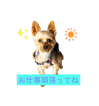 ガジュマル・マロン・クゥ子・チー子（個別スタンプ：1）