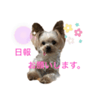 ガジュマル・マロン・クゥ子・チー子（個別スタンプ：24）