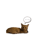 こてふみの日常（個別スタンプ：6）