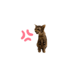 こてふみの日常（個別スタンプ：8）