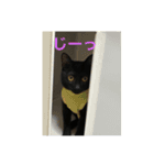 黒猫ハルの日常1（個別スタンプ：2）