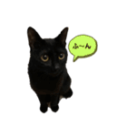 黒猫ハルの日常1（個別スタンプ：3）