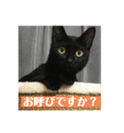 黒猫ハルの日常1（個別スタンプ：4）