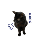 黒猫ハルの日常1（個別スタンプ：9）