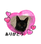 黒猫ハルの日常1（個別スタンプ：11）