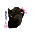 黒猫ハルの日常1（個別スタンプ：13）