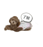 トイプードルのくう。（個別スタンプ：1）
