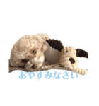 トイプードルのくう。（個別スタンプ：3）