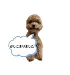 トイプードルのくう。（個別スタンプ：8）