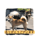 あずきスタンプ なな！（個別スタンプ：1）