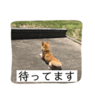 あずきスタンプ なな！（個別スタンプ：3）