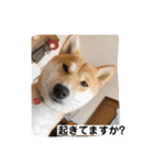 あずきスタンプ なな！（個別スタンプ：8）