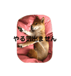 あずきスタンプ なな！（個別スタンプ：10）