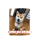 あずきスタンプ なな！（個別スタンプ：11）