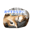 あずきスタンプ なな！（個別スタンプ：12）