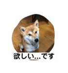 あずきスタンプ なな！（個別スタンプ：16）