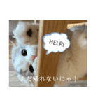 もっちりもちもちもちスタンプ（個別スタンプ：2）