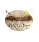 愛しのごんた（個別スタンプ：2）