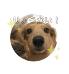 愛しのごんた（個別スタンプ：3）